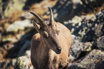 mountain goat on the mountain