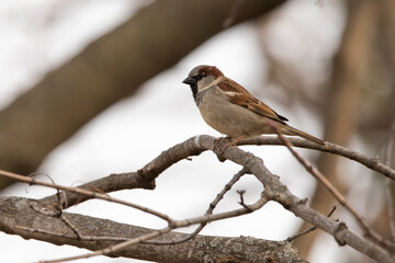 Male house sparrow on a branch
