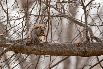 squirrel eating on a branch