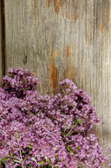 Oregano flowers on the boardwalk background