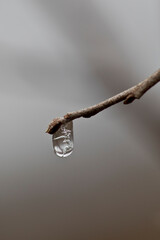 Frozen water drop on a branch