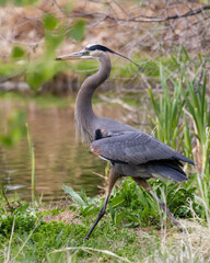 Found in most of North America, the Great Blue Heron is the largest bird in the Heron family.