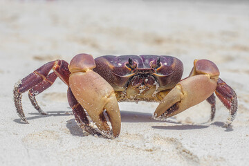 red crab on the beach
