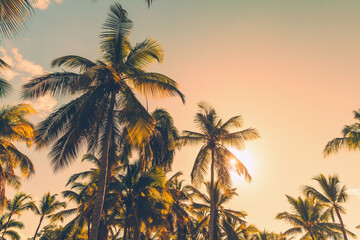 Fototapeta na wymiar Palm trees, tropical sunset background