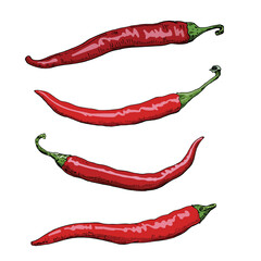 Drawing of hot peppers on a white background. A set of colored vector sketches of red chili peppers. 