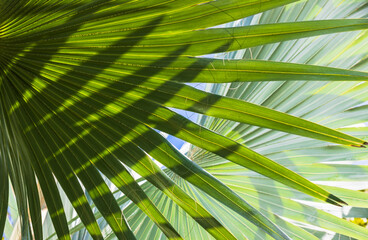 Fresh palm leaves on a sunny day