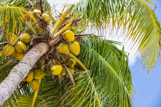 Coconut palm with yellow fruits is under cloudy sky