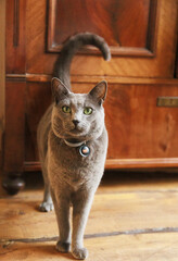 Closeup shot of a russian blue cat standing on a wooden floor inside the house
