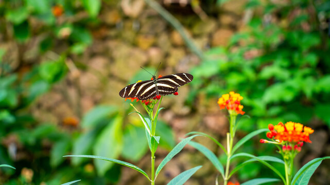 Close up of Zebra longwing butterfly (Heliconius charithonia)
 - Powered by Adobe