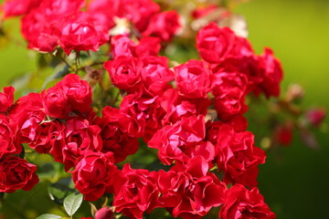 bright red roses on a green background on a warm summer day