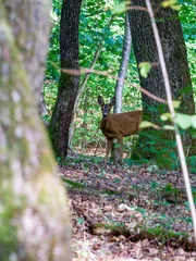 Tuinposter Selective of a female roe deer (Capreolus capreolus) in a green forest © Martin Köbsch/Wirestock Creators