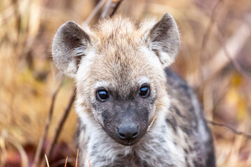 Hyena cub looking into the camera