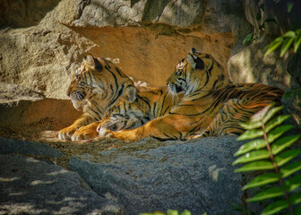 Selective of resting tigers near a rock