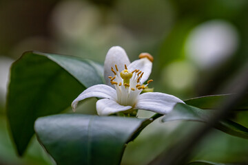 Isolated Selectively Focused Satsuma Flower in New Orleans, LA, USA