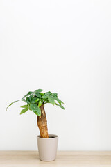 Small Pachira aquatica (money tree) plant in a pot