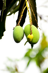 Fresh green crow mangoes are on the tree during the mango season