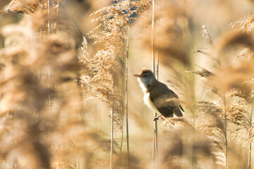 Drosselrohrsänger im Schilf