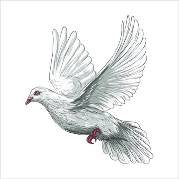 Dove bird is a symbol of peace and purity hand drawn vector illustration realistic sketch