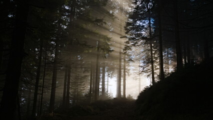 white light in the dark forest tree