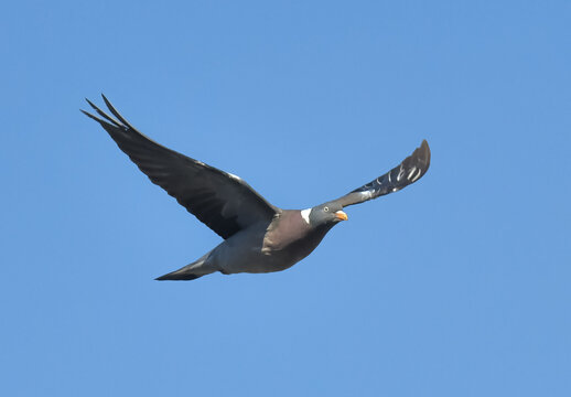 Pigeon ramier en vol