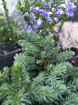 blue coniferous plant.picea pungens Waldbrunn on a flower bed surrounded by blooming purple Large Veronica on blurred background. Flower Wallpaper