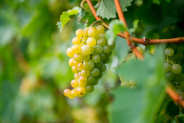 Closeup shot of green grapes on vines in a farm