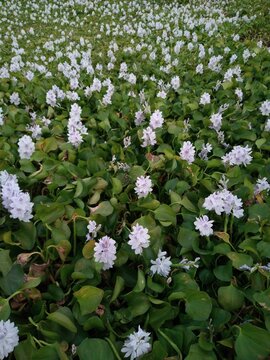Water hyacinth is a genus of aquatic plants which is a flowering plant. The scientific name of water hyacinth is Eichhornia crassipes. This is looking like a beautiful garden of water hyacinth.