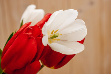 Bouquet with beautiful and fresh white and red tulips on a light background. Buds of white and red tulips. Bokeh