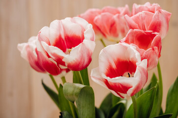 Fototapeta premium Bouquet with beautiful and fresh pink and white tulips on a light background. Buds of white and pink tulips. One tulip bud close up. Bokeh