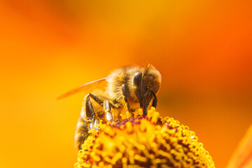 Honey bee covered with yellow pollen drink nectar, pollinating flower. Inspirational natural floral spring or summer blooming garden background. Life of insects. Extreme macro close up selective focus