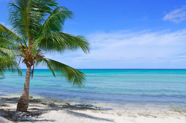 Fototapeta na wymiar Travel background with Caribbean sea and palm trees.