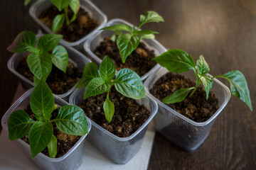 pepper seedlings in a plastic container