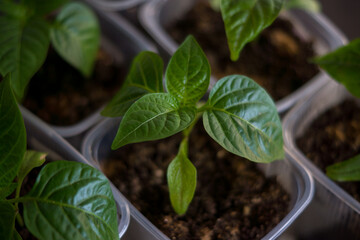 pepper seedlings in a plastic container