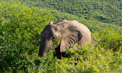 Elefanten im Naturreservat Hluhluwe Nationalpark Südafrika