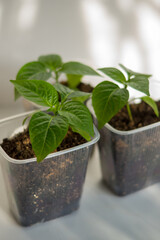pepper seedlings in a plastic container