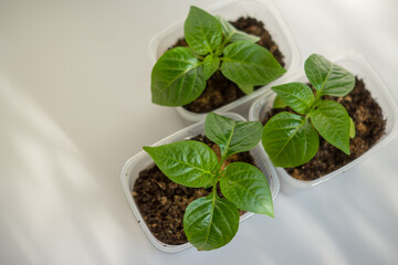 pepper seedlings in a plastic container