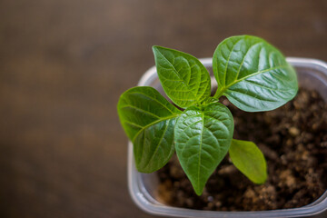 pepper seedlings in a plastic container