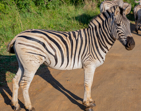 Zebras im Naturreservat Hluhluwe Nationalpark S&uuml;dafrika