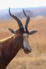 Blesbok ram, Mountain Zebra National Park