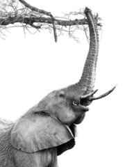 Verticale grijswaardenopname van een olifant die zijn slurf opheft naar een boom geïsoleerd op een witte achtergrond