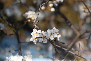 Spring blossoms on the tree. Selective focus.