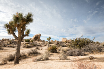 Closeup shot of joshua trees in a desert in California, USA