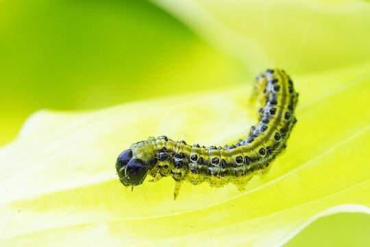 Closeup Of A Boxwood Moth Caterpillar