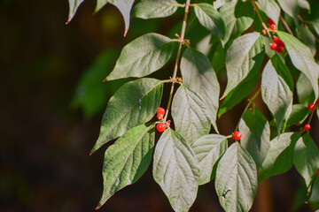 Closeup shot of amur honeysuckle plant