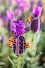 close-up of bees on lavender flowers in a lavender field in the Spring