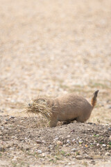 Prairie Dog in a national park in South Dakota, USA
