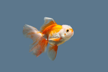 goldfish swimming in the water in gray background