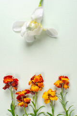 Paisaje de flores dibujado con la fotografía cenital, flores naranjas abajo simulando campo y orquidia blanca simulando sol.