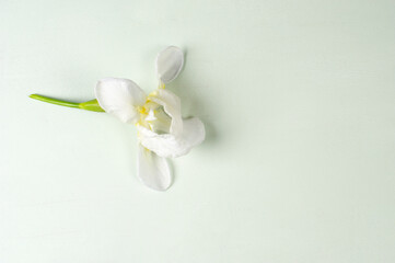 Flor blanca sobre fondo verde laurel de madera