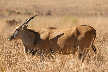 Obraz premium Eland bull, Kruger National Park